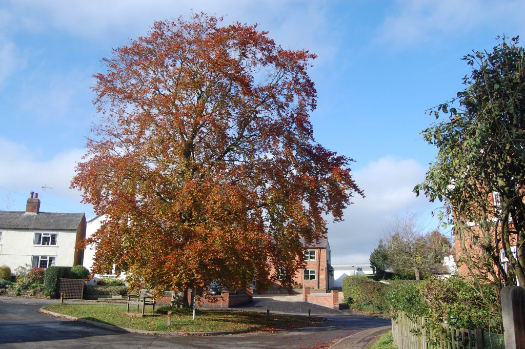 Beech Tree Near Church