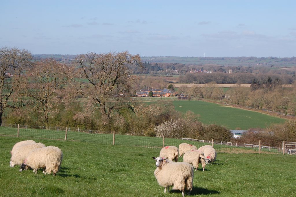 View With Sheep