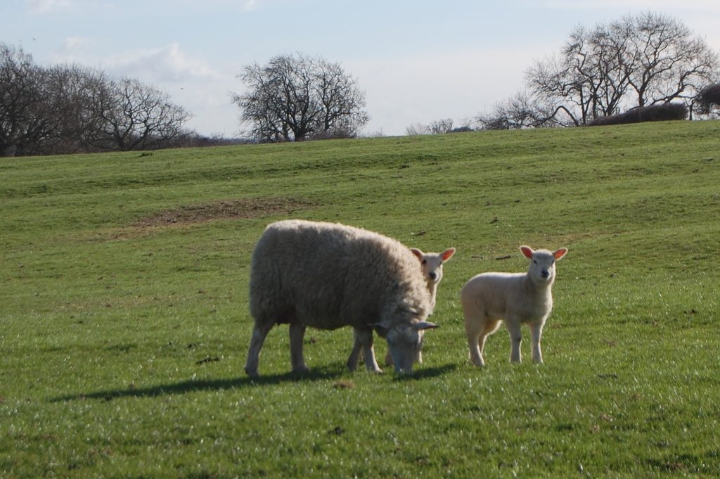 Spring Lambs